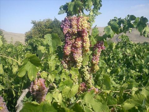 Jésus a raconté la parabole d’une vigne : “ Il y avait un propriétaire qui planta une vigne, l’entoura d’un mur, y creusa un pressoir et bâtit une tour de guet...” (Matthieu 21:33). – Numéro de diapositive 3
