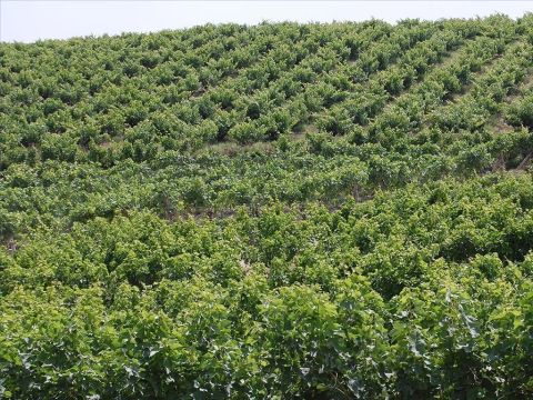 Bien que des vignes aient été plantées dans tout Israel, la coutume était d’exploiter les coteaux. C’est sur une colline très fertile que se situe la parabole de la vigne d’Isaie. – Numéro de diapositive 4