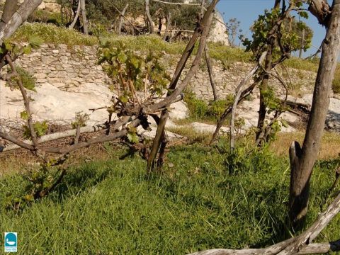 Des terrasses soutenues par des murets de pierre étaient souvent creusées à flanc de colline pour cultiver la vigne. – Numéro de diapositive 6