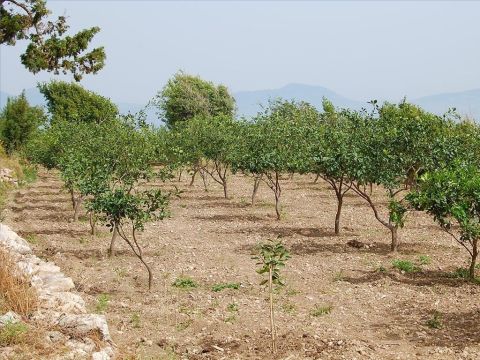 Le périmètre d’une vigne était souvent entouré d’un fossé et d’un mur surmonté de branches épineuses pour éloigner les renards, les chacals et autres créatures. Dans la parabole de la vigne (Matthieu 21:33), le propriétaire avait construit une haie tout autour. – Numéro de diapositive 7