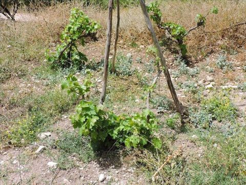 Les Proverbes parlent d’un paresseux qui n’a pas réussi à garder ses vignes en croissance exemptes d’épines et de mauvaises herbes et le mur de pierre a été démoli (Proverbes 24:30–31). – Numéro de diapositive 9