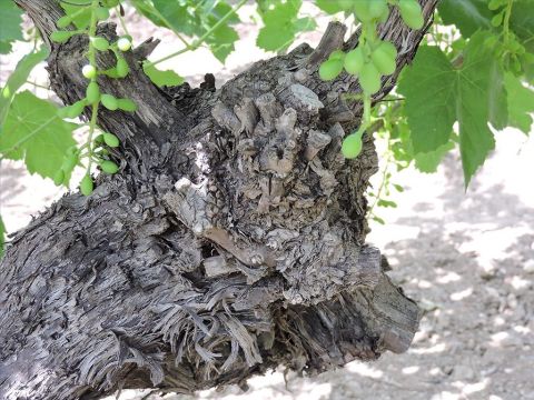Avant l’arrivée du printemps, le vigneron taille chaque sarment superficiel. Jésus a parlé  de cette taille lorsqu’il a dit qu’il était la vigne et ses disciples les sarments (Jean 15–1–3). – Numéro de diapositive 13