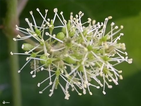La fleur de vigne apparaît en avril et mai. Le cantique des Cantiques dit que “ le raisin tendre dégage une bonne odeur”.” – Numéro de diapositive 14