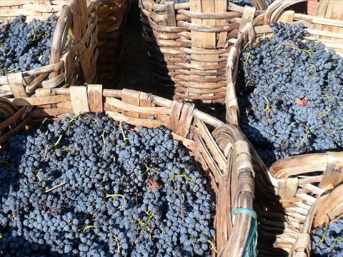 En Israel, la récolte du raisin commence en septembre, Jérémie parle de la cueillette des raisins dans des paniers (Jérémie 6 : 9). – Numéro de diapositive 15