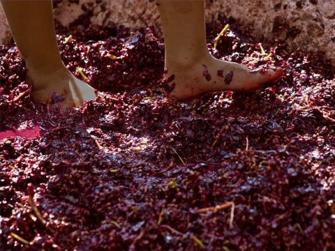 Le travail de foulage du raisin était souvent accompagné de cris et de chants de joie. (Jérémie 48:33). – Numéro de diapositive 16